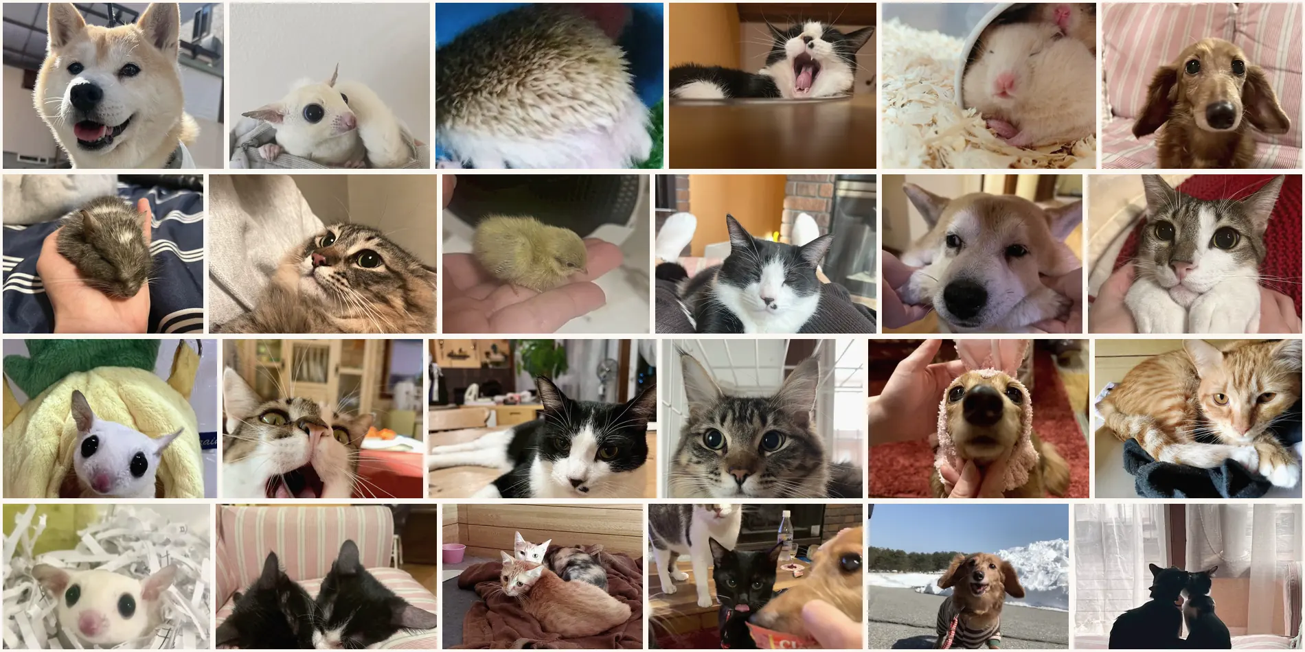 犬や猫、小さなペットたちの写真